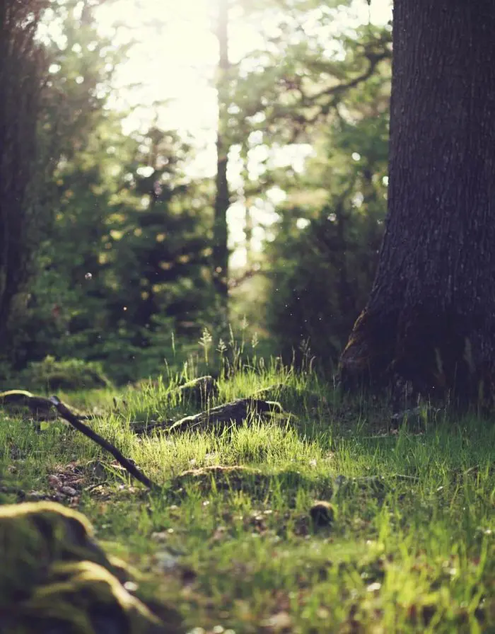 Wald mit Sonnenschein auf ein Stück Wiese neben einem Baum.