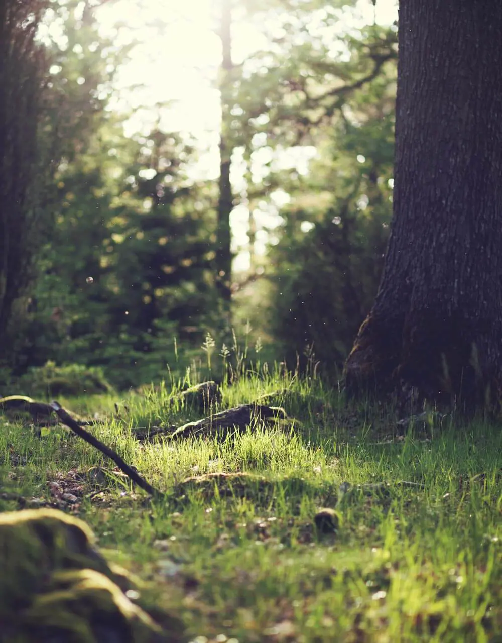 Wald mit Sonnenschein auf ein Stück Wiese neben einem Baum.