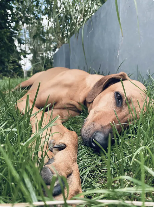 Portrait von Mukki.